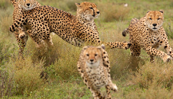 10 Days Best Of Tanzania Southern Circuit Safari