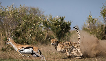 11 Days  Standard Wildlife Adventure Safari