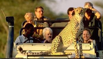 11 Days  Standard Wildlife Adventure Safari