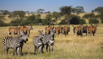 13 Days Tanzania Luxury Safari - Wildebeest Migration & Zanzibar Beach Holiday