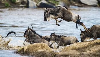 13 Days Tanzania Luxury Safari - Wildebeest Migration & Zanzibar Beach Holiday