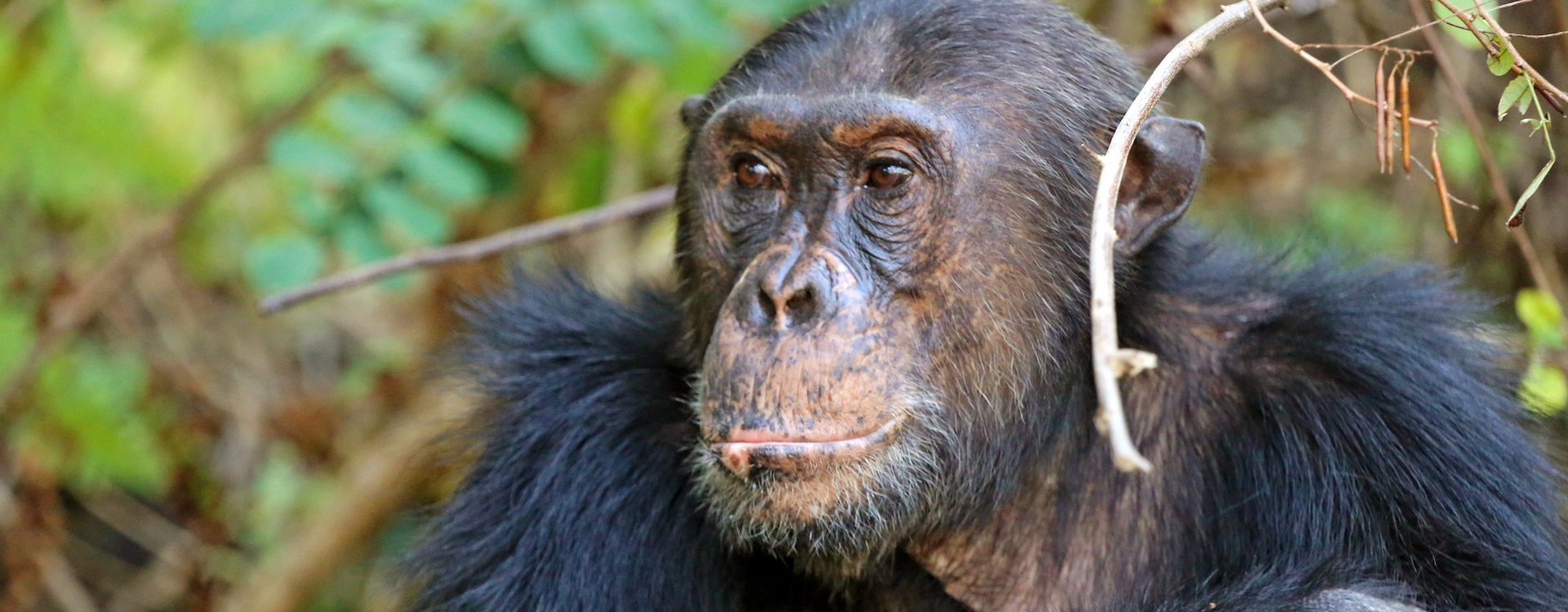 3 Days Tanzania Western Safari to Mahale