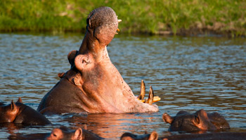 3 Day Tanzania Western Safari to Katavi