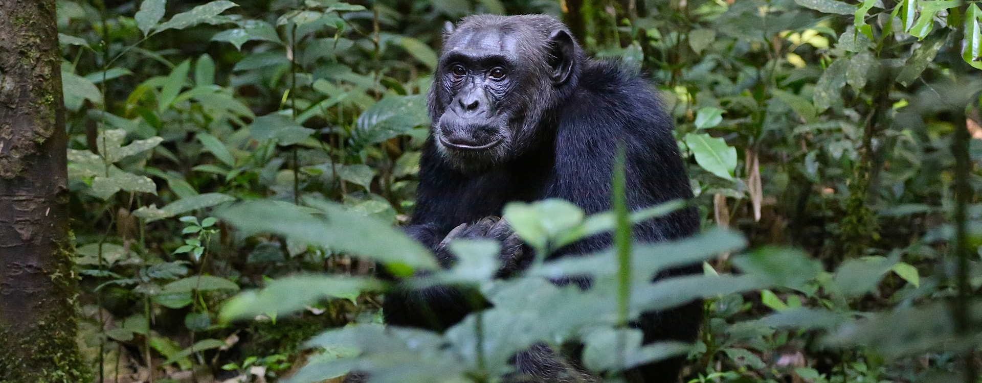 3 Days Tanzania Western Safari to Gombe and Kigoma