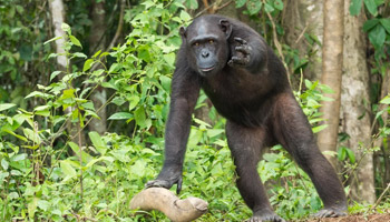 3 Days Tanzania Western Safari to Gombe and Kigoma