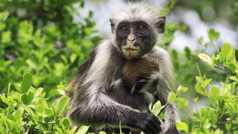 3 Days Tanzania Western Safari to Gombe and Kigoma