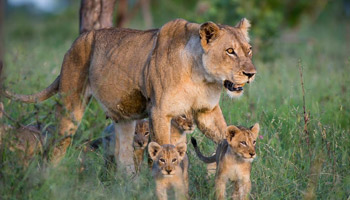 4 Days Tanzania Western Safari to Katavi