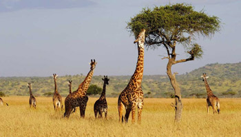 4 Days Tanzania Western Safari to Mahale