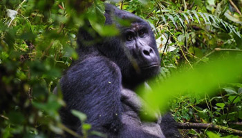 4 Days Tanzania Western Safari to Gombe and Kigoma