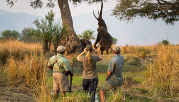 5 Days Africa Eye Catch Wildlife Safaris