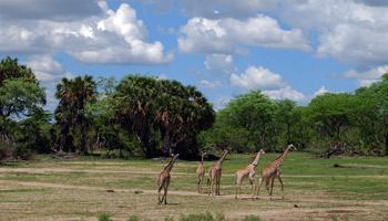 5days Tanzania Safari To Mikumi And Nyerere