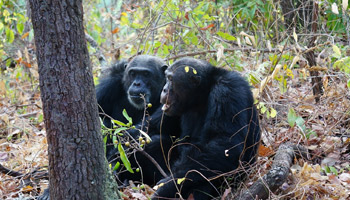 7 Days Tanzania Western Safari to Mahale and Gombe