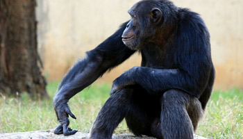 7 Days Tanzania Western Safari to Mahale and Gombe