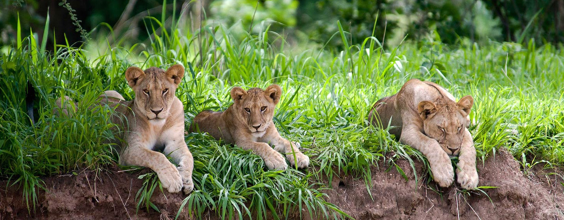 7 Days Tanzania Safari To Mikumi And Nyerere