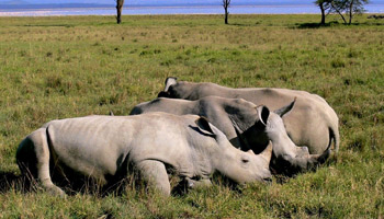 7 Days Tanzania Heritage Wildlife Safaris