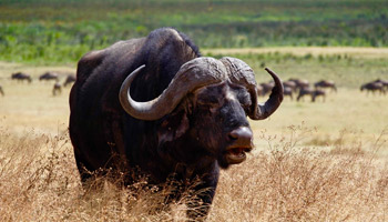 7 Days Tanzania Heritage Wildlife Safaris