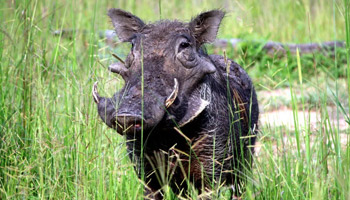 7 Days Tanzania Western Safari to Katavi and Mahale