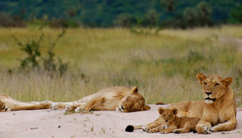 7 Days Tanzania Western Safari to Katavi and Mahale