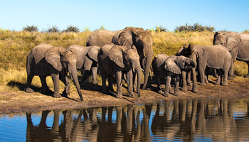 7 Days Tanzania Western Safari to Katavi and Mahale
