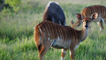 7 Days Tanzania Western Safari to Mahale, Gombe and Kigoma