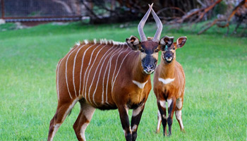 7 Days Tanzania Western Safari to Mahale, Gombe and Kigoma