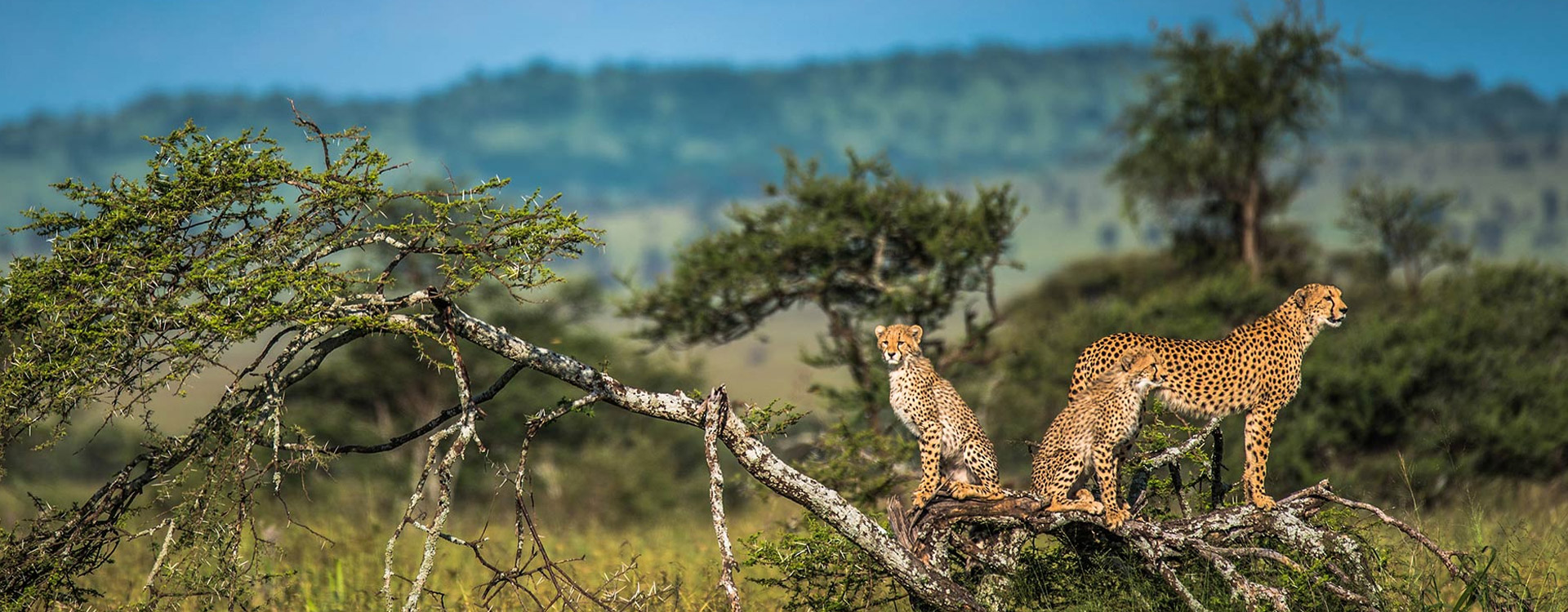 8 Days Family Wildlife Safari To Zanzibar