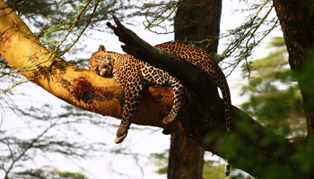 8 Days Family Wildlife Safari To Zanzibar