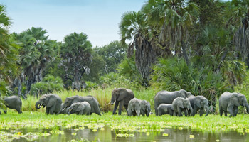 8 Days Tanzania Southern Wildlife Experience