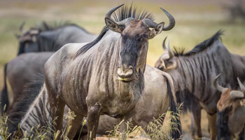 9 Days Honeymoon Safari - Wildebeest Migration & Zanzibar Beach Holiday