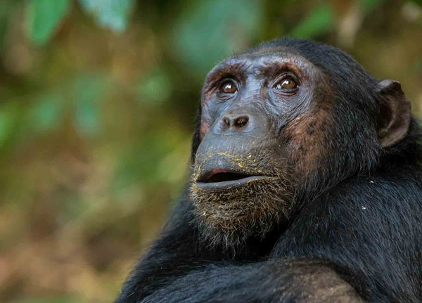 Gombe Stream National Park