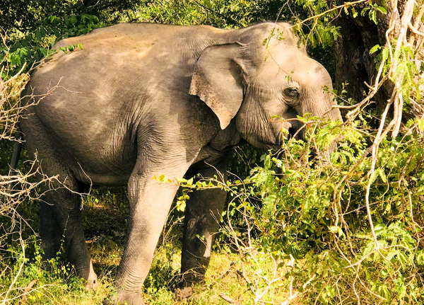 katavi National Park