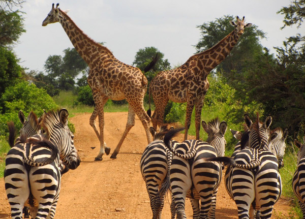 katavi National Park