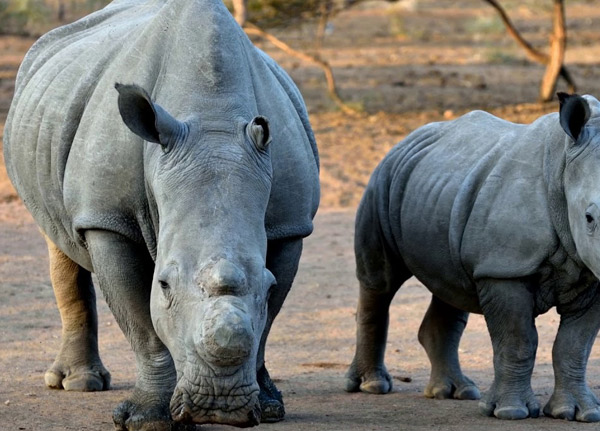 Mkomazi National Park