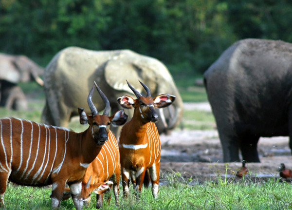 Mkomazi National Park