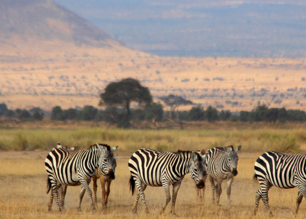 Mount Kilimanjaro National Park