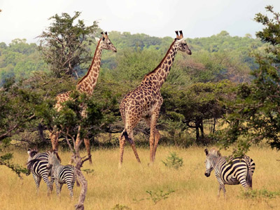 2 Days Southern Safari to Mikumi