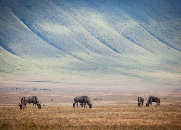 Ngorongoro Conservation Area