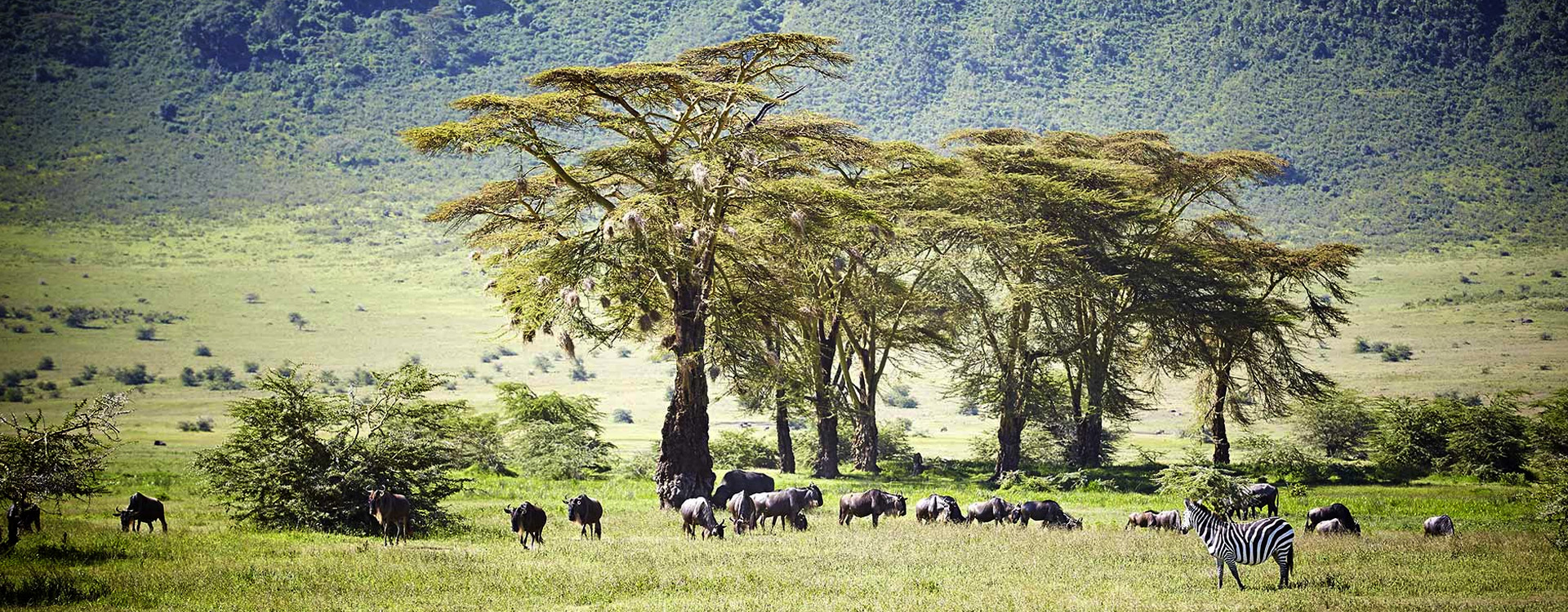 Ngorongoro Conservation Area