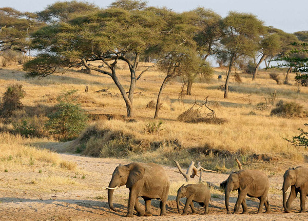 Ruaha National Park
