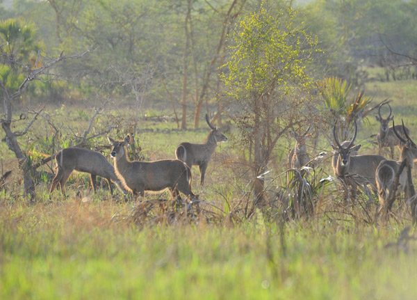 Saadani National Park