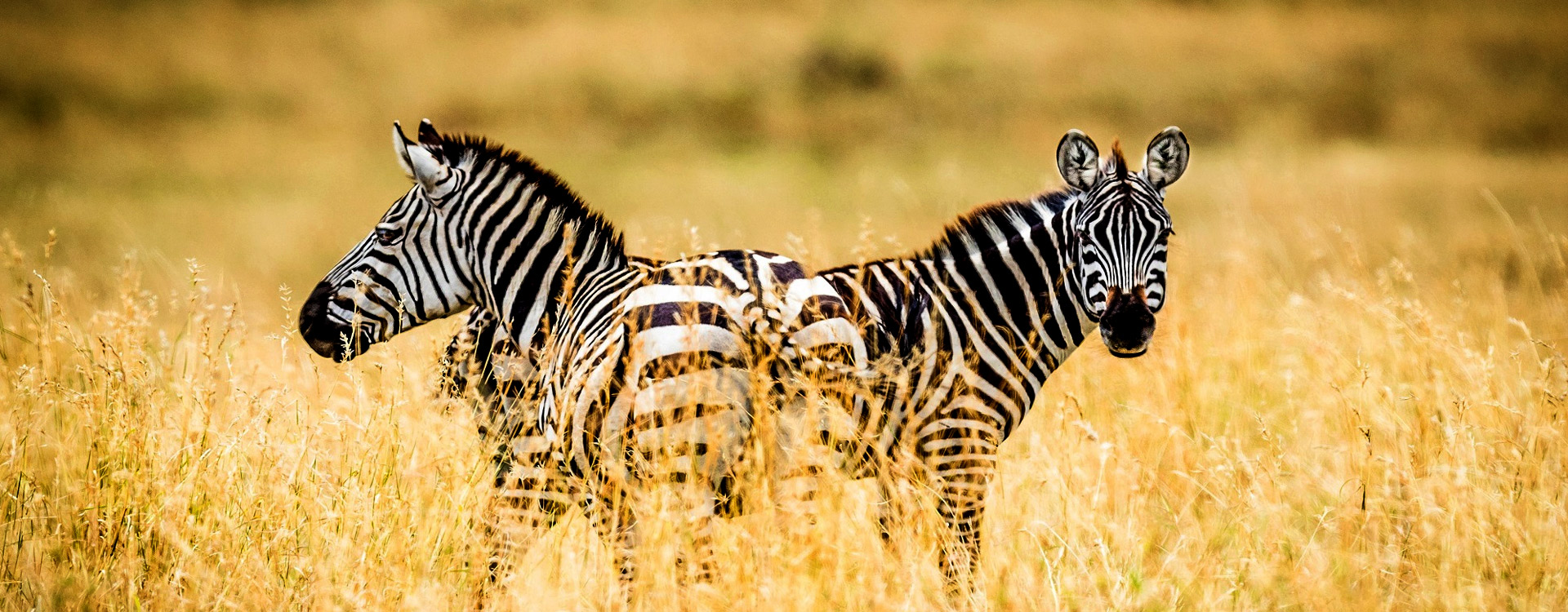 Tanzania Eastern Circuit