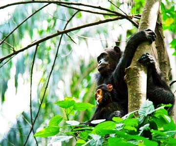 >Tanzania Western Circuit